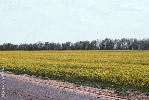 Yellow field rapeseed in bloom