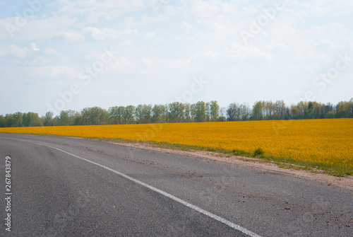Yellow field rapeseed in bloom