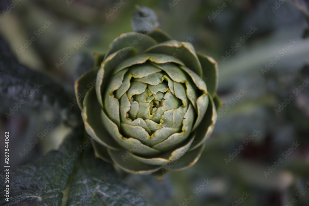 Obraz premium artichoke plant
