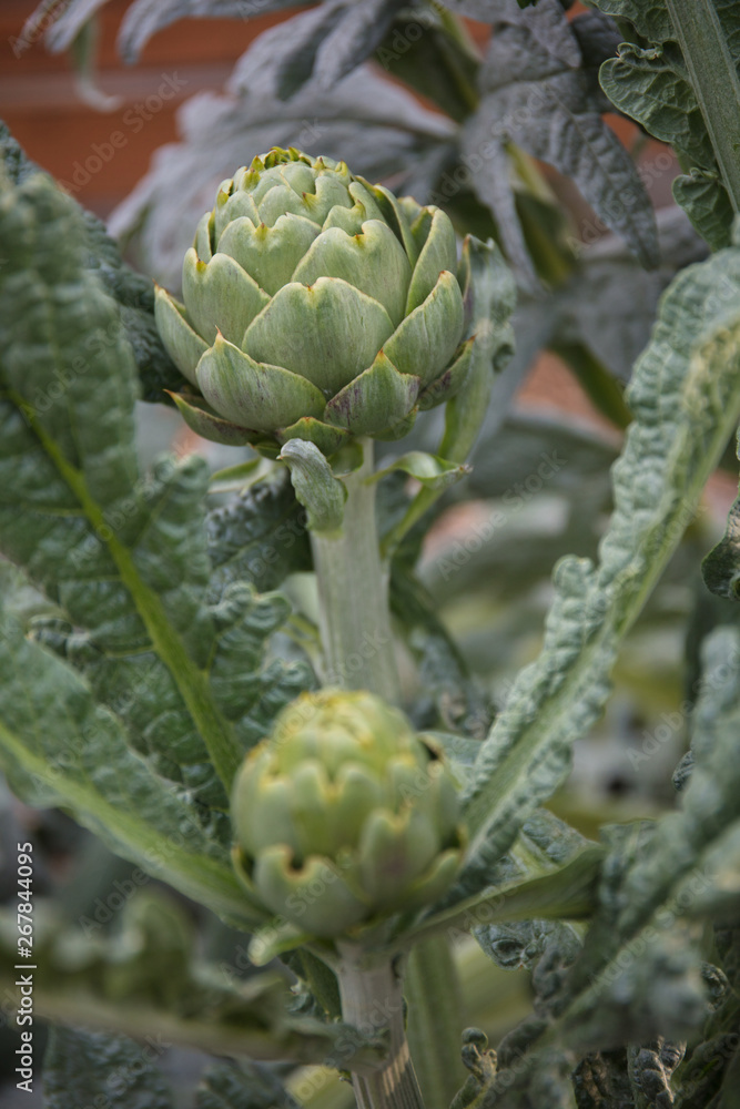 Obraz premium artichoke plant