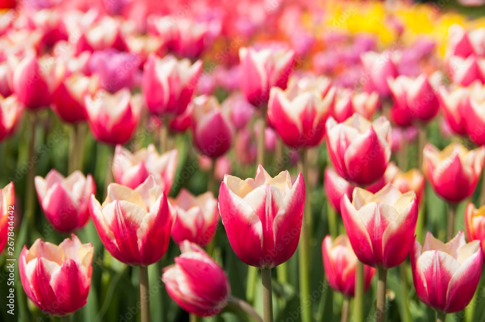 Fototapeta premium Kolorowe pole tulipanów, letnie kwiaty