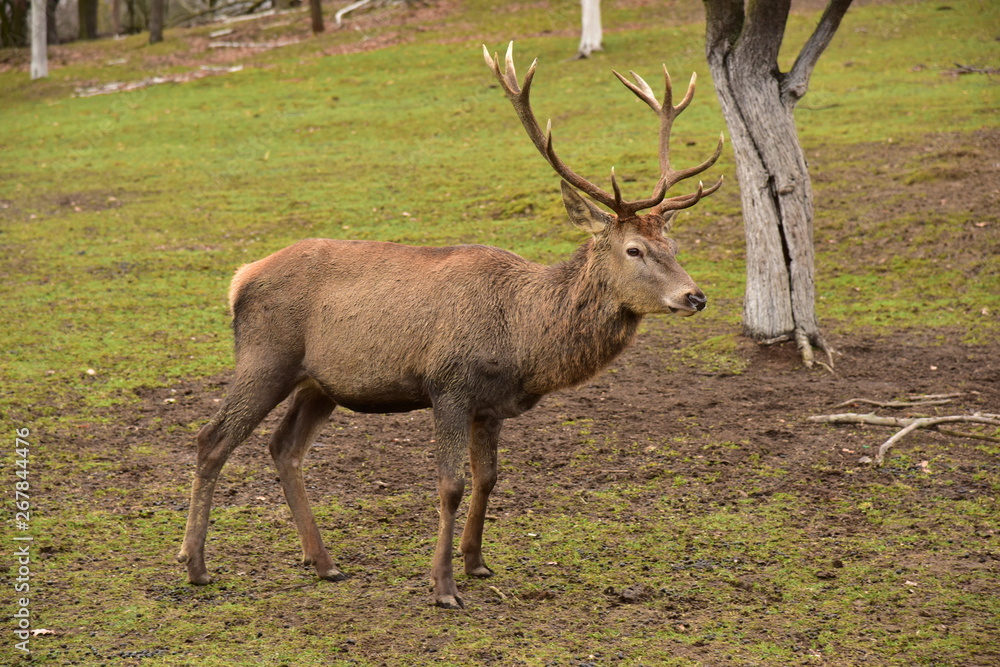 Deer and does Deer and does