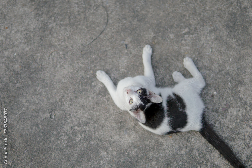 stray cat on the street.Domestic Black and White cat. stray cat on the street.Domestic Black and White cat.
