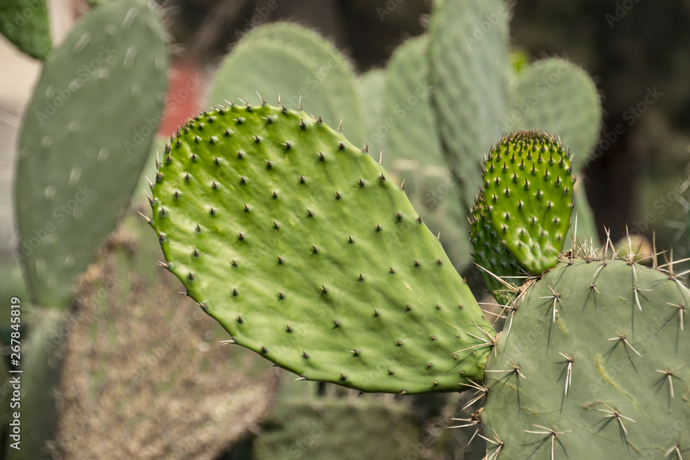 hojas de nopal maduras y tiernas con espina hojas de nopal maduras y tiernas con espina