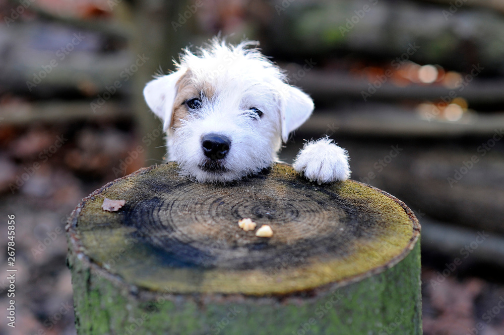 Training mit Hunden. Ein niedlicher Jack Russel Terrier legt seinen Kopf und seine Pfote auf