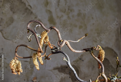 Top view of the branches and pollen of contorted witch hazel