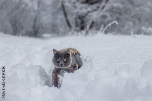 Gray cat walking in the snow. Pet walks on white snow