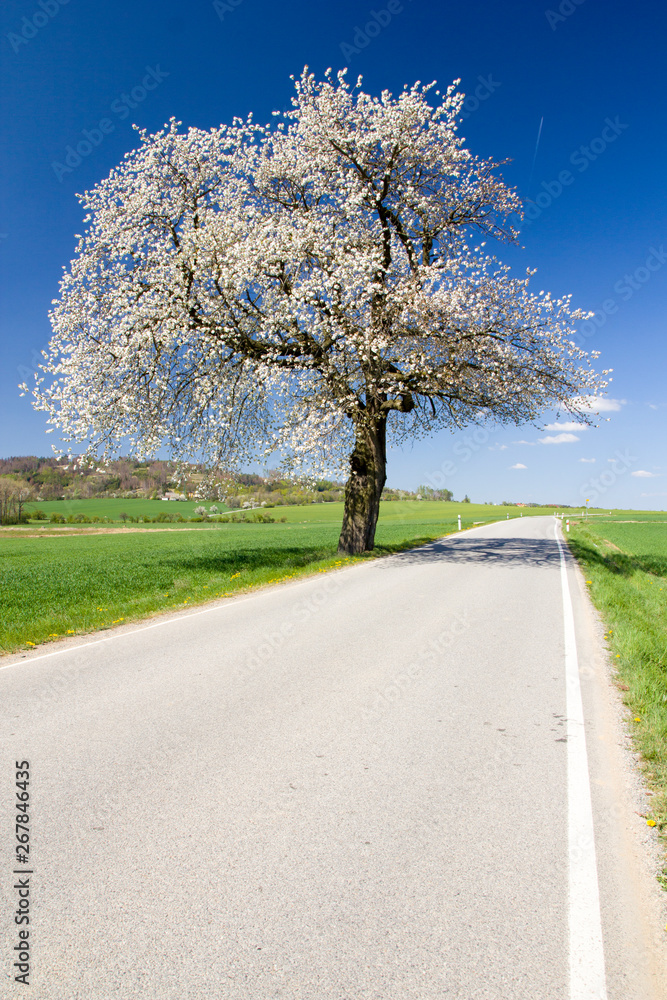 Spring landscape with traditional old rural road Spring landscape with traditional old rural road