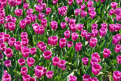Top view of many purple tulips and green leaves on a field in the Netherlands 