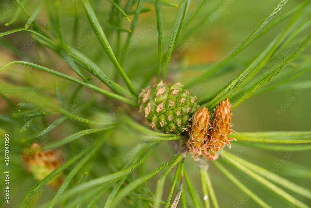 Small fresh pine cone on a twig of green needles. Small fresh pine cone on a twig of green needles.