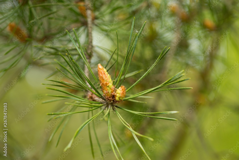 Small fresh pine cone on a twig of green needles. Small fresh pine cone on a twig of green needles.