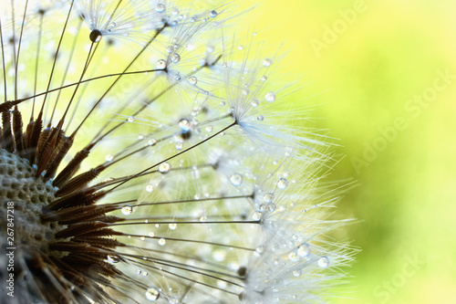 Macro of dandelion or taraxacum seeds with dewdrops against a yellow green background with copy space       