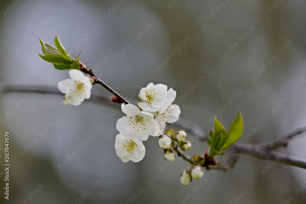 Delicate white cherry flowers blooming in early spring