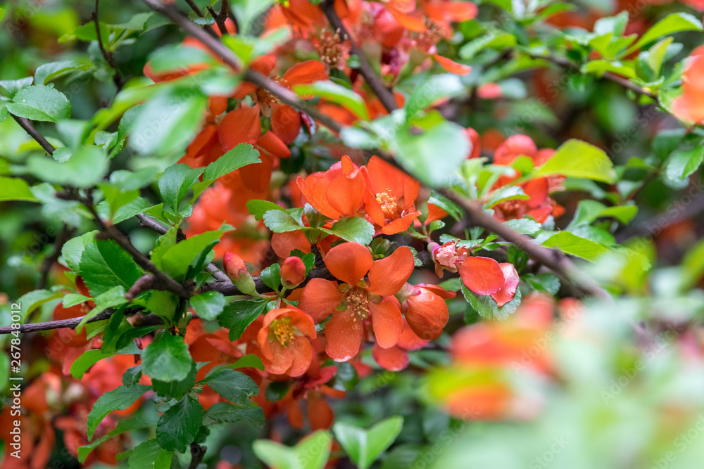 flowering Japanese quince tree in the garden on a clear day