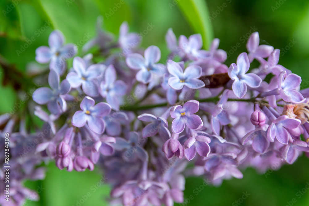 Blooming lilac bush in city park. Light violet syringa. Blooming lilac bush in city park. Light violet syringa.