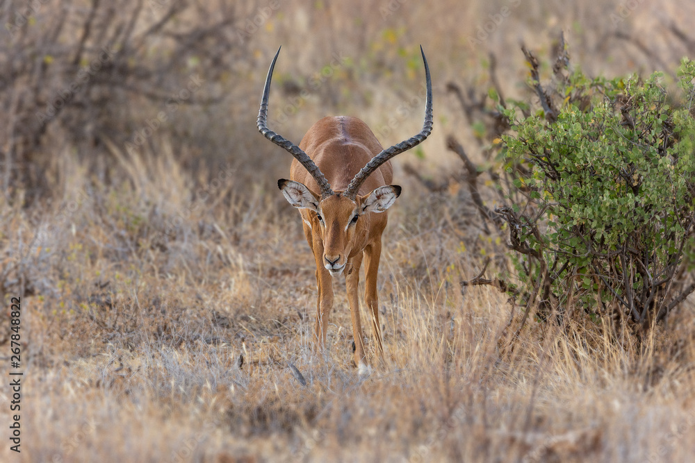 Impala staring head on Impala staring head on