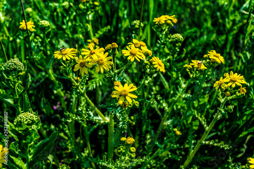 yellow flowers in the garden