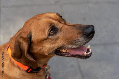 Golden labrador dachund puppy eyes pet happy smile dad son brown eyes golden © Arash