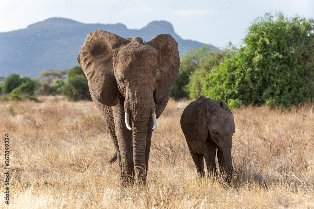 Mother and baby elephant in brown grass