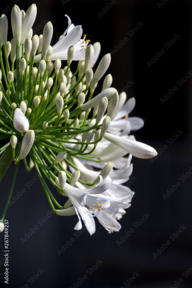 inflorescencia de Flor de agapanto abriendo los pétalos, sobre fondo negro  e iluminación de sol Stock Photo | Adobe Stock