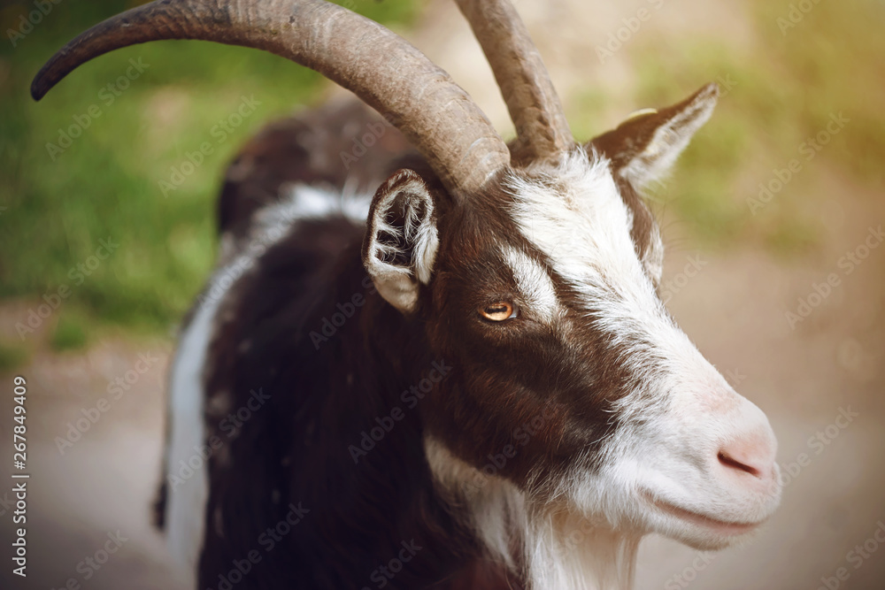 A spotted goat with long horns and orange pupils stands against a green pasture on a Sunny day. A spotted goat with long horns and orange pupils stands against a green pasture on a Sunny day.