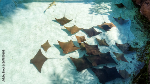 Brown and black sting rays under the bright sunlight swimming peacefully in the shallow water of the Bahamas.