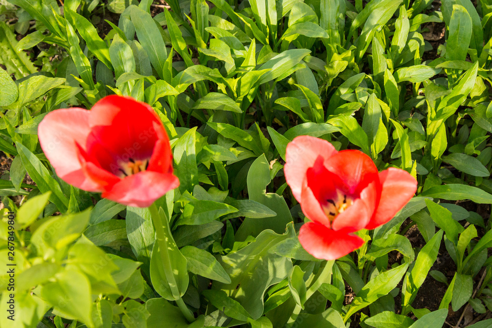 Tulips are spring flowers. Scarlet, red, yellow, lilac,pink. Beauty of nature Tulips are spring flowers. Scarlet, red, yellow, lilac,pink. Beauty of nature