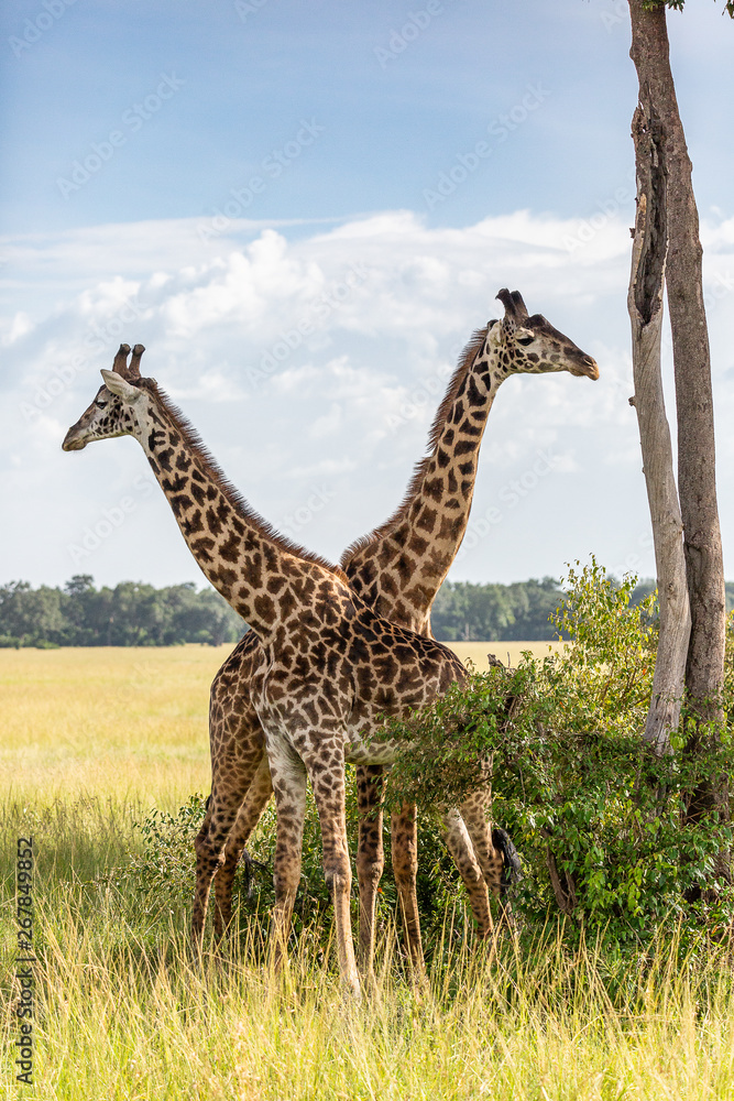 Fototapeta premium Maasai Giraffes standing criss-crossed
