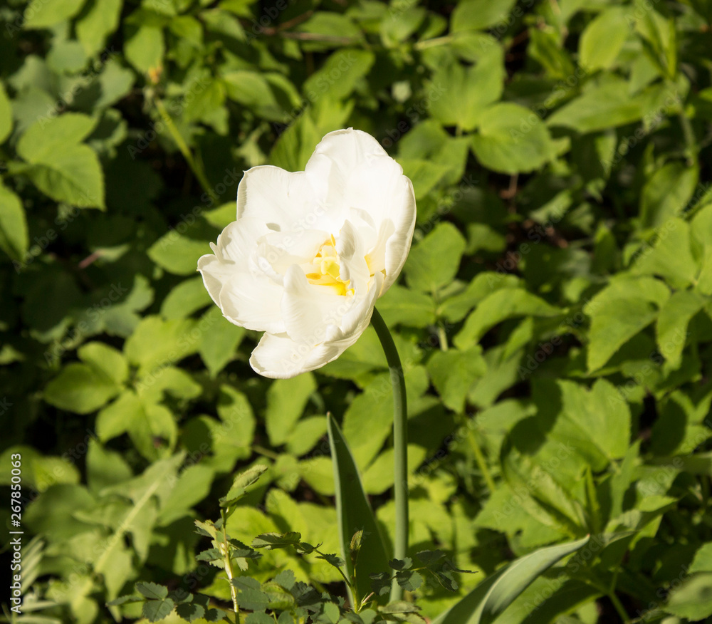 Tulips are spring flowers. Scarlet, red, yellow, lilac,pink. Beauty of nature