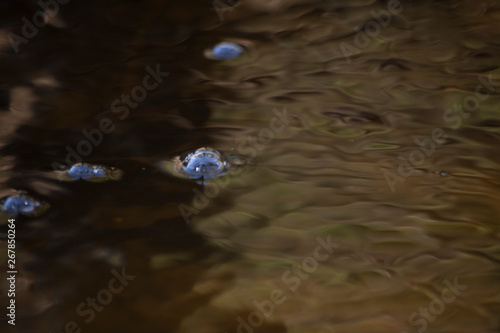 Bubbles on the water. Natural background. Stream of the river. Beautiful water removal. Fractal formations on the water. Lake in the spring. The stream of the stream washes away the sand. Natural shoo photo