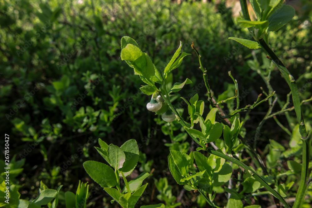 blueberry flower on a natural stand blueberry flower on a natural stand