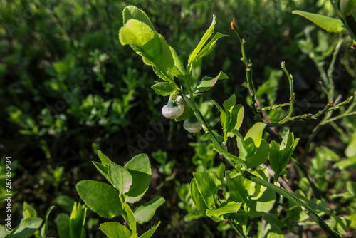 blueberry flower on a natural stand
