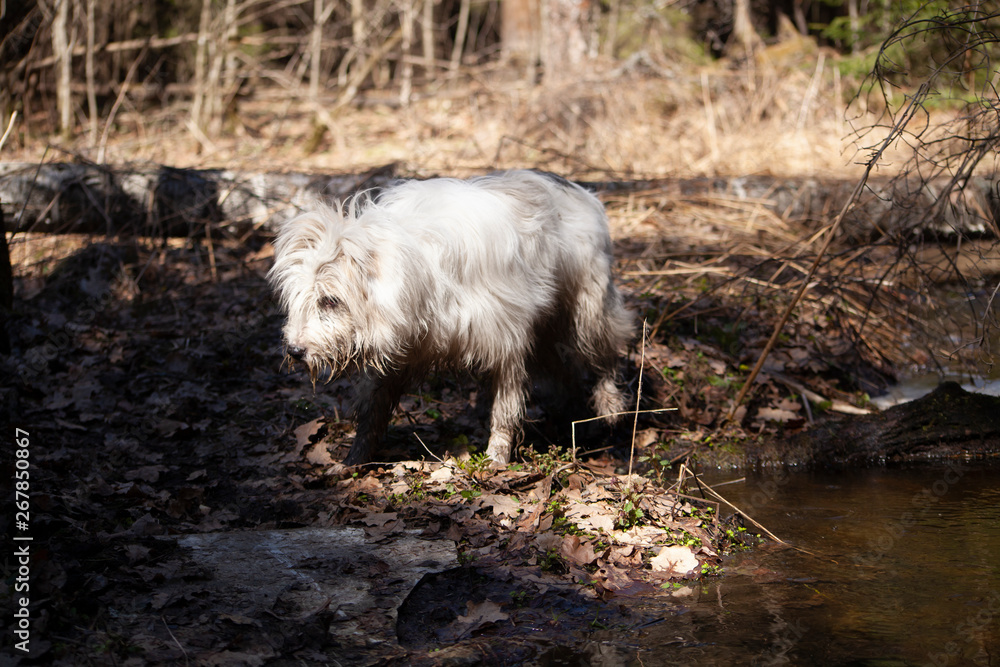Dog in the forest. White dog walks in the park. The dog is hunting. Lovely dog with a fluffy coat. Pet care and care. Dog in the forest. White dog walks in the park. The dog is hunting. Lovely dog with a fluffy coat. Pet care and care.