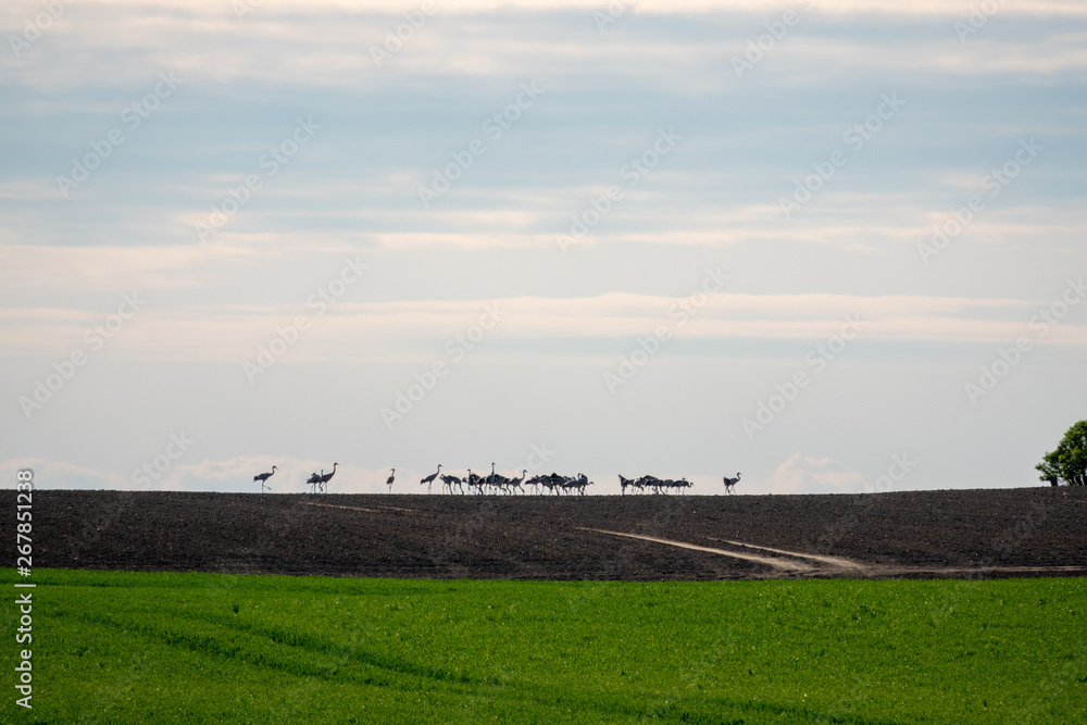 Fototapeta premium a large group of cranes standing on the horizon on a field