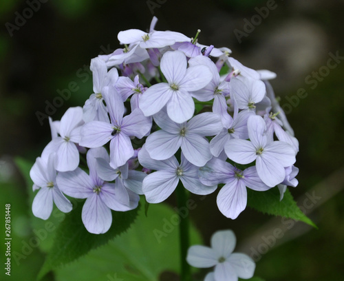 In the wild, the forest blooms Lunaria rediviva photo