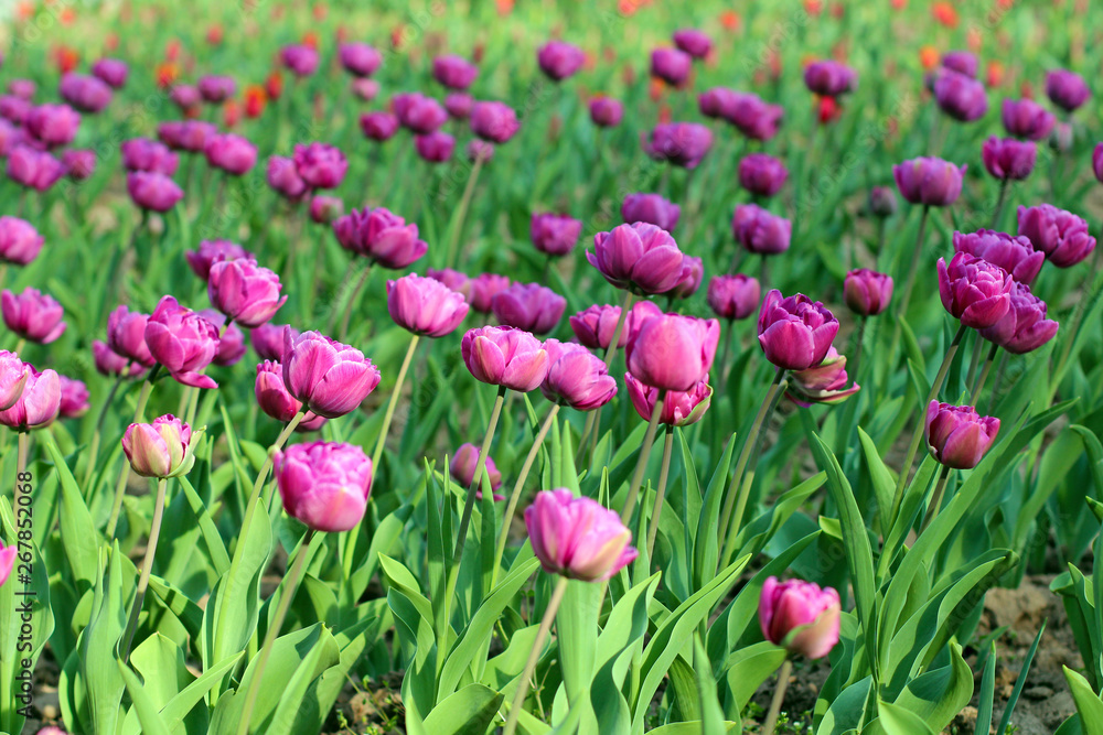 Purple tulips on flowerbed