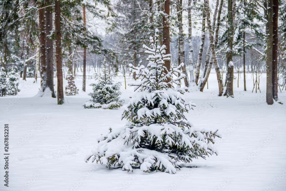 Winter landscape in cloudy weather. Winter Park. Winter landscape in cloudy weather. Winter Park.