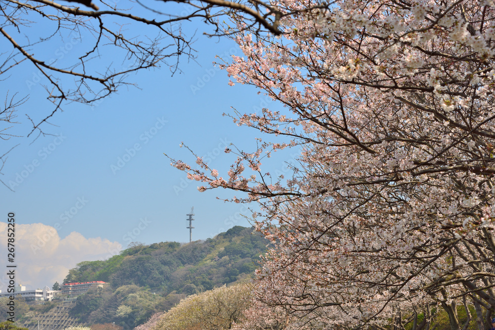 【神奈川】横須賀 走水水源地の桜 【神奈川】横須賀 走水水源地の桜