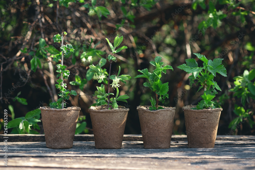 Raspberries, gooseberries, honeysuckle and currants trees in a pot on a garden wooden table. Gardening abstract background. Agriculture. Raspberries, gooseberries, honeysuckle and currants trees in a pot on a garden wooden table. Gardening abstract background. Agriculture.