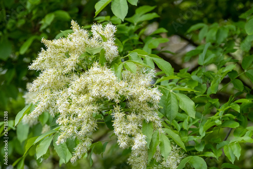 Fraxinus ornus Blumenesche