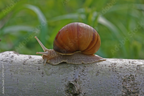 snail beetle; Pulmonata