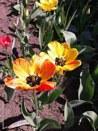 flowers tulips  in the garden