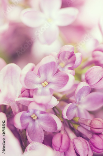 Close up picture of bright violet lilac flowers. Abstract romantic floral background.