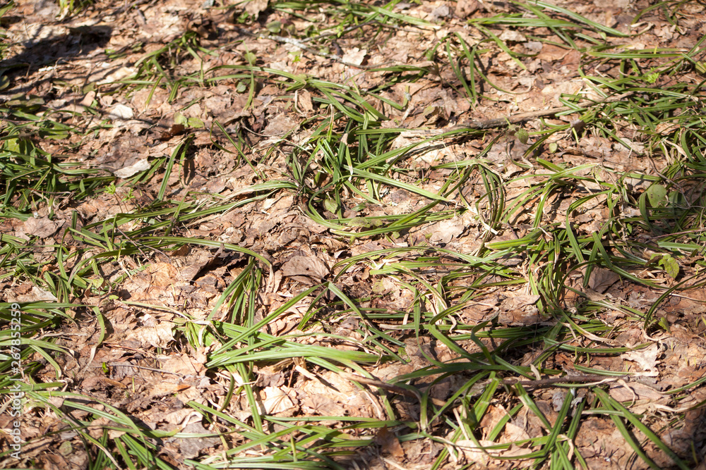 Earth in the forest. Natural grass background. Soil cover Plants on the ground. Forest flora. Simple background. Beauty of nature. Plants sprout from the ground. Earth in the forest. Natural grass background. Soil cover Plants on the ground. Forest flora. Simple background. Beauty of nature. Plants sprout from the ground.