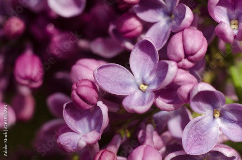 Close up picture of bright violet lilac flowers. Abstract romantic floral background. © Hanna Aibetova