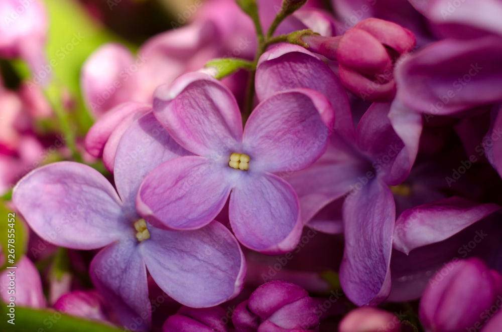 Close up picture of bright violet lilac flowers. Abstract romantic floral background. Close up picture of bright violet lilac flowers. Abstract romantic floral background.