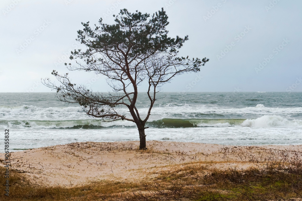 Stormy weather by the sea. Lonely tree by the sea. Stormy weather by the sea. Lonely tree by the sea.
