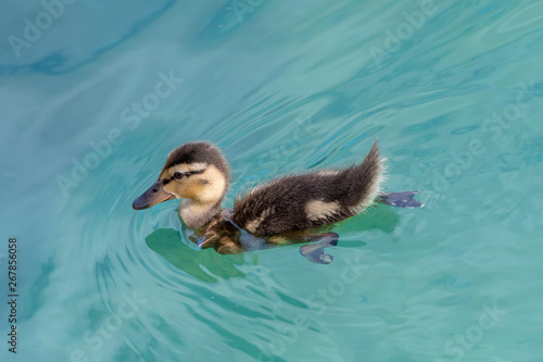 Baby Mallard ducking swimming