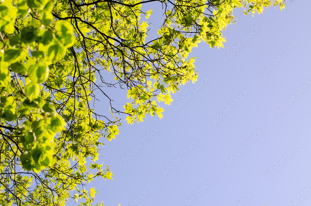 Beautiful Spring forest. Young green leaves of the oak trees against bright spring blue sky and sun rises. Beautiful Spring forest. Young green leaves of the oak trees against bright spring blue sky and sun rises.