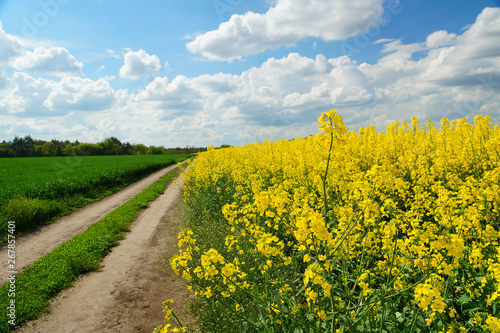 Rapeseed or Brassica napus, also known as rape and oilseed rape is a bright yellow flowering member of the family Brassicaceae, cultivated mainly for its oil-rich seed.